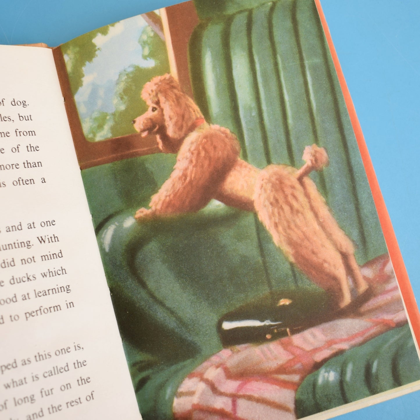 Vintage 1950s Ladybird Book of Pets