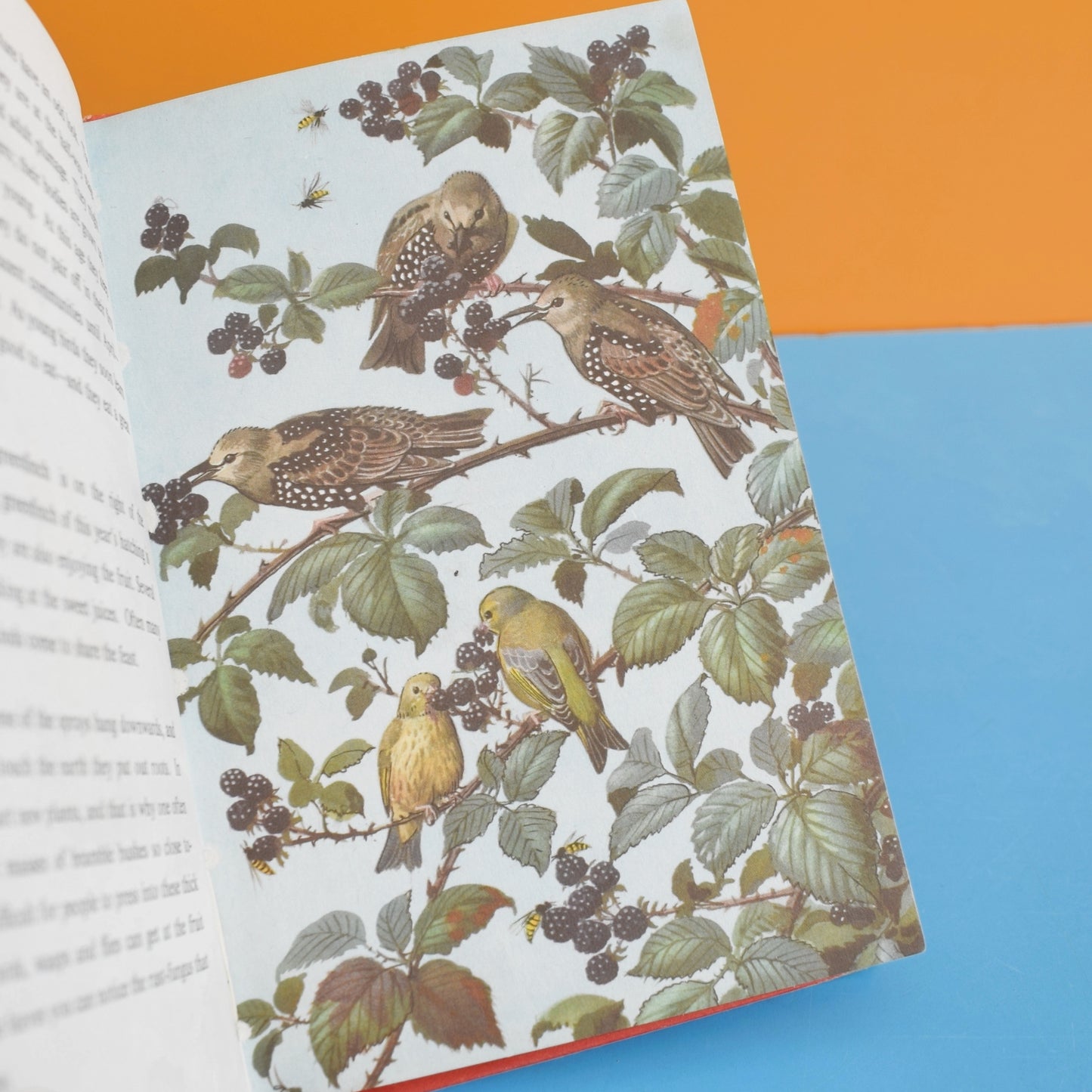 Vintage 1960s Ladybird Books - What to Look For In Spring, Summer, Autumn, Winter