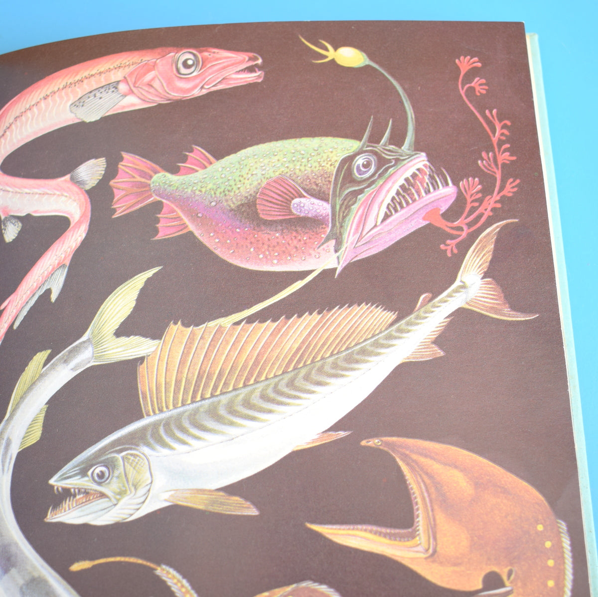 Vintage Books - The Seashore & Under The Sea by Pineapple Retro