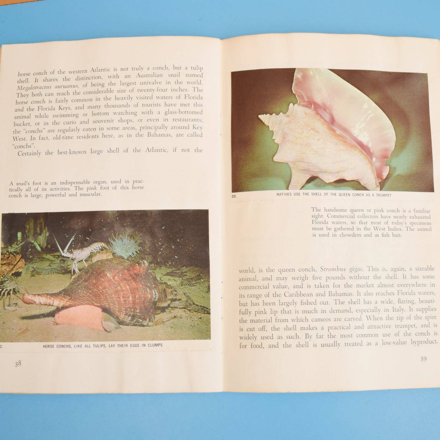 Vintage 1960s National Audubon Society Shells by Vintage