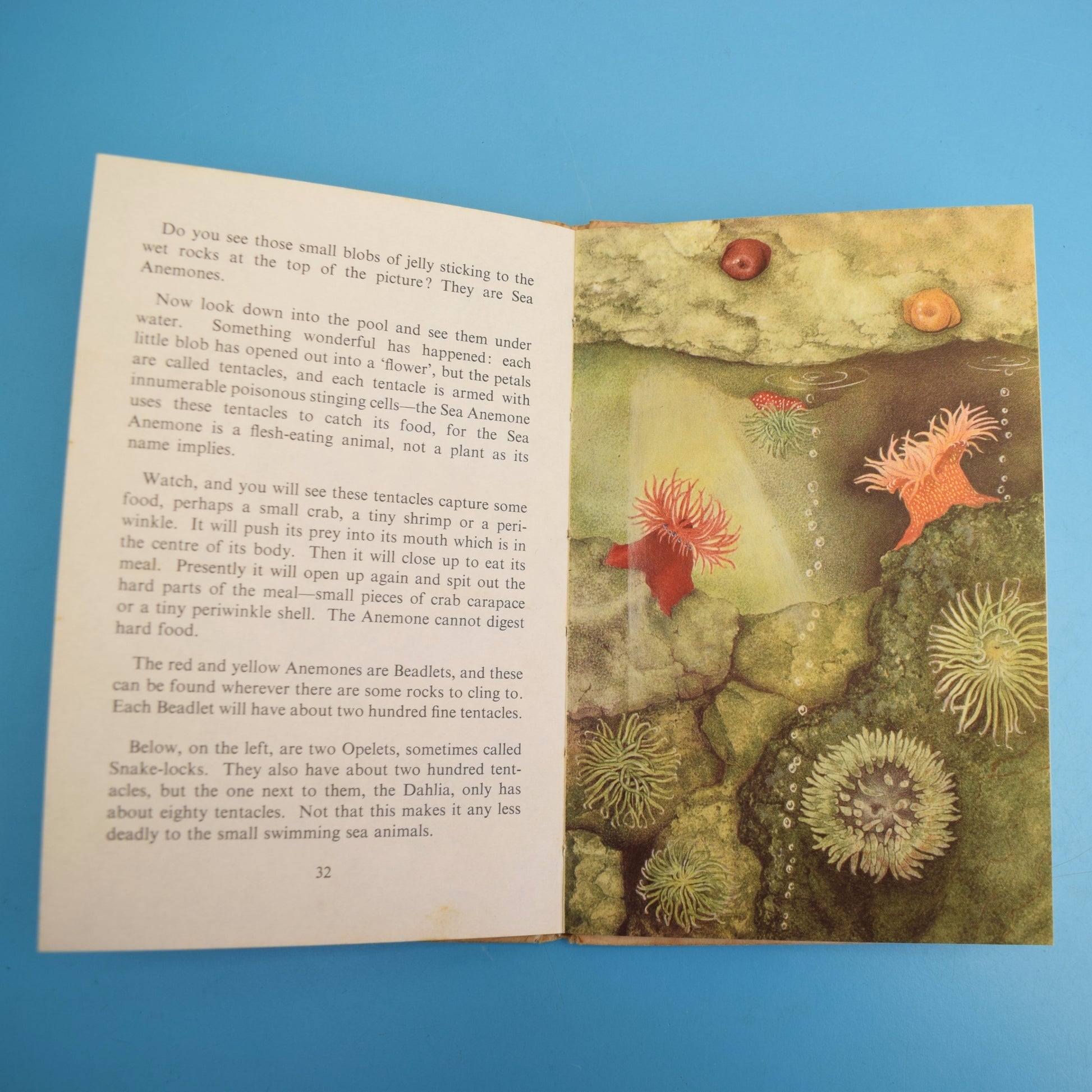 Vintage 1960s Ladybird Books - The Seashore / Sea Birds by Pineapple Retro