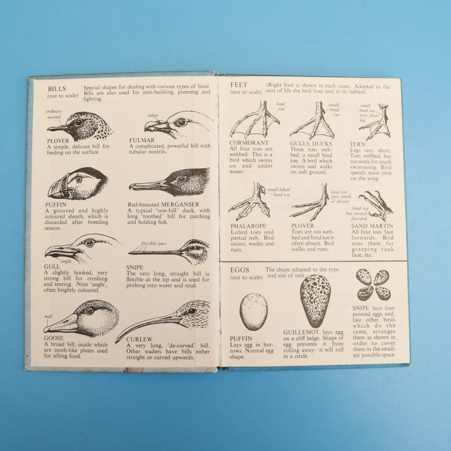 Vintage 1960s Ladybird Books - The Seashore / Sea Birds by Pineapple Retro