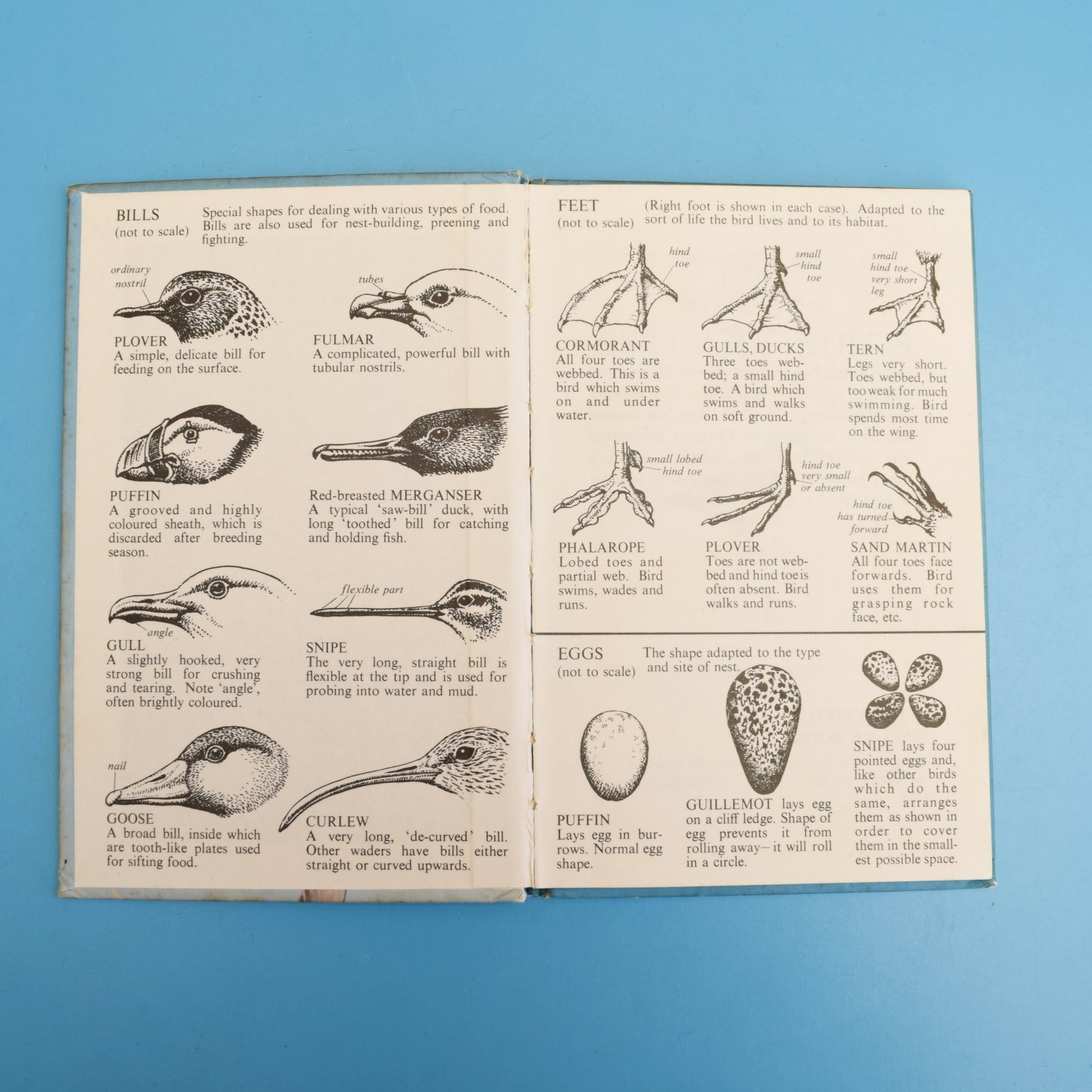 Vintage 1960s Ladybird Books - The Seashore / Sea Birds by Pineapple Retro