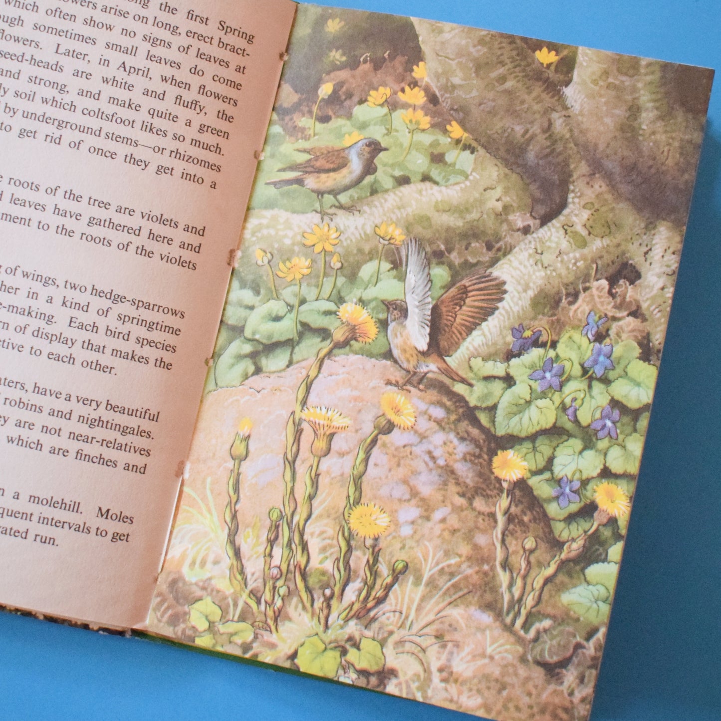 Vintage 1960s Ladybird Book - What to Look For In Spring