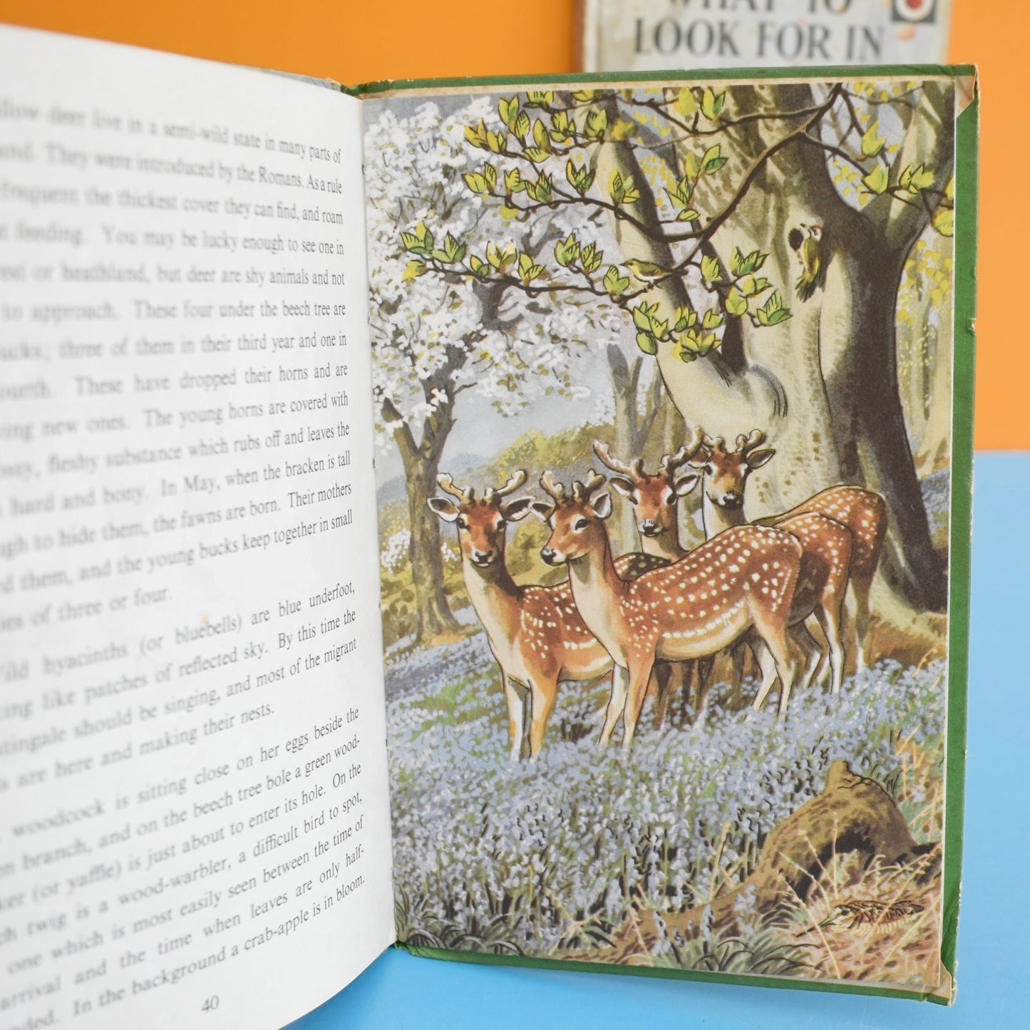 Vintage 1960s Ladybird Books - What to Look For In Spring, Summer, Autumn, Winter