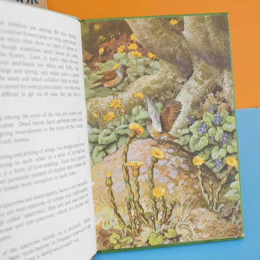 Vintage 1960s Ladybird Book - What to Look for in Summer & Spring
