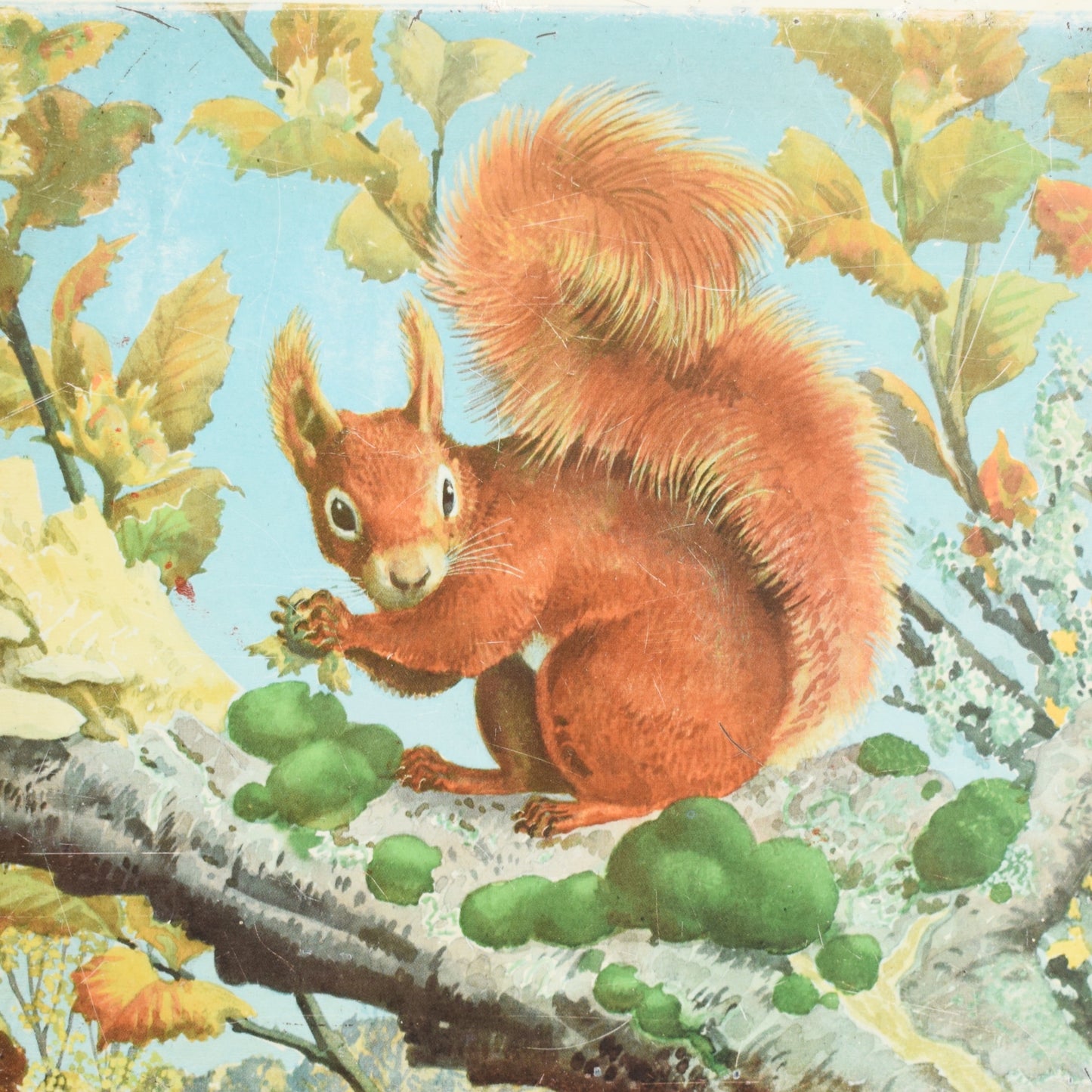 Vintage 1950s Metal Biscuit Tin - Squirrel Design