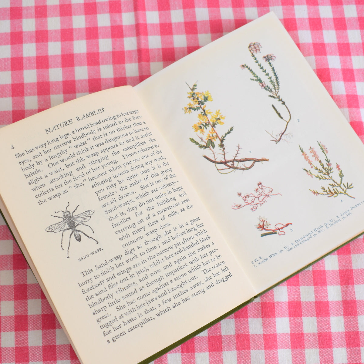 Vintage 1950s Nature Rambles - Spring To Summer Book