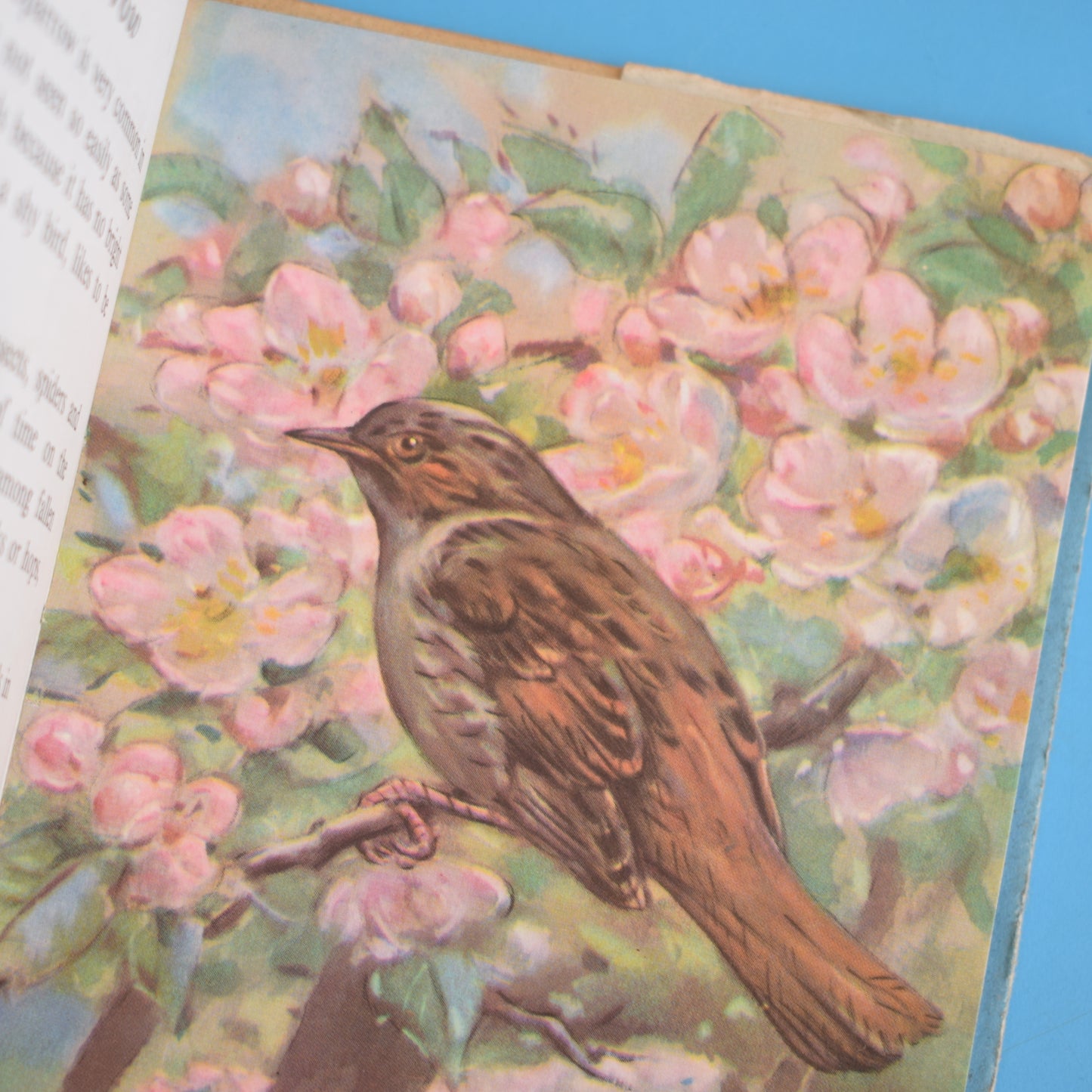 Vintage Ladybird Book - Birds - Early x3