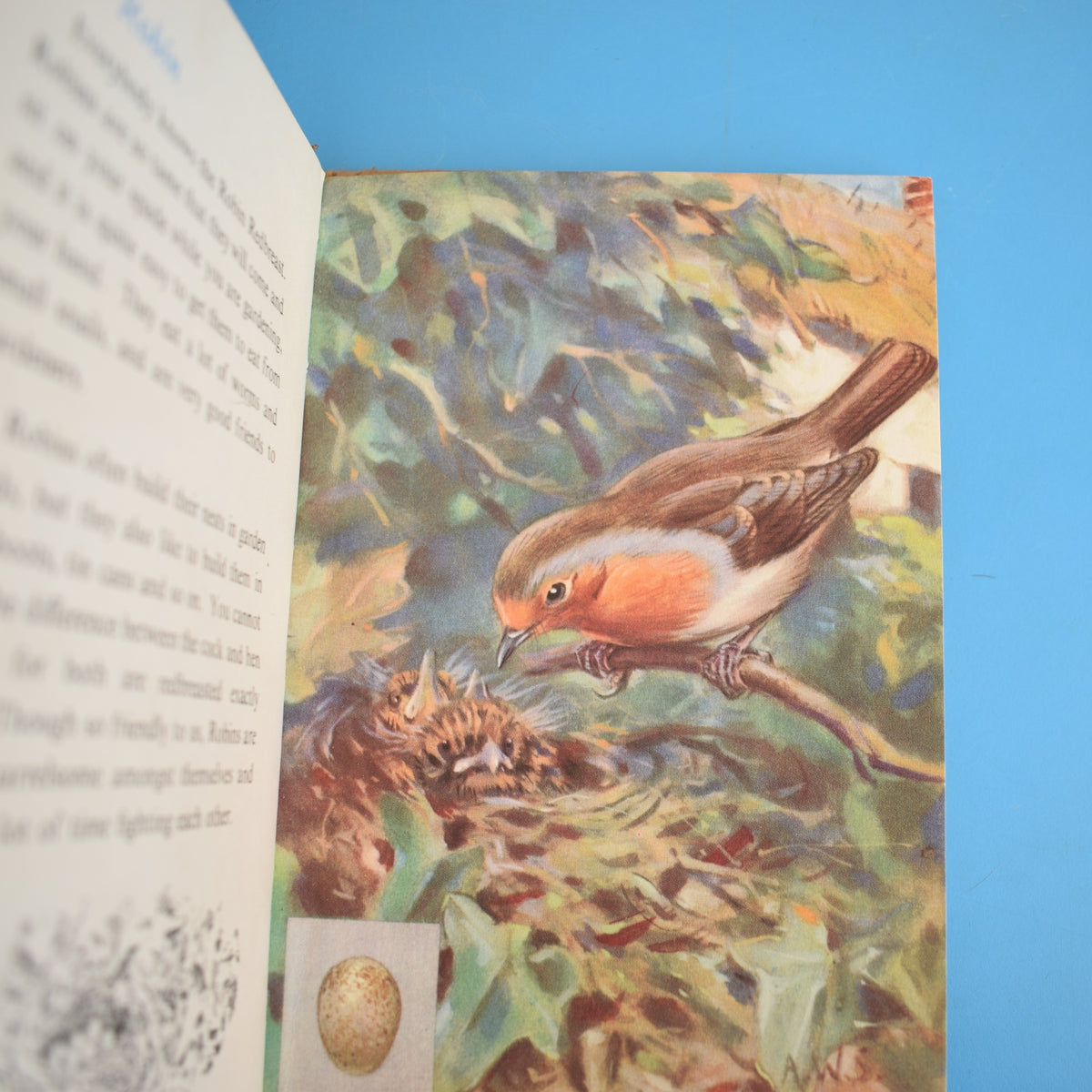 Vintage Ladybird Book - Birds - Early x3 – Pineapple Retro