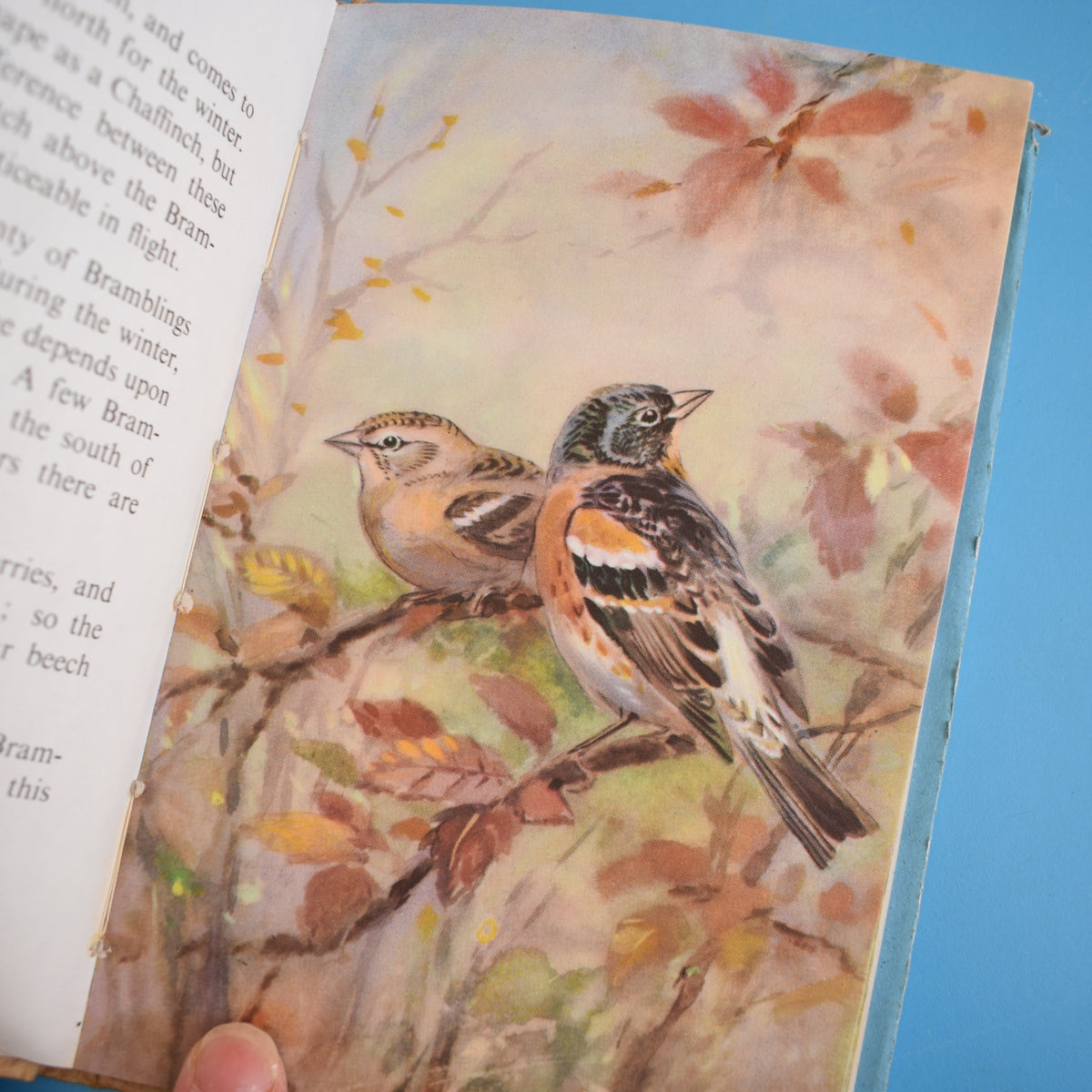 Vintage Ladybird Book - Birds - Early x3 – Pineapple Retro