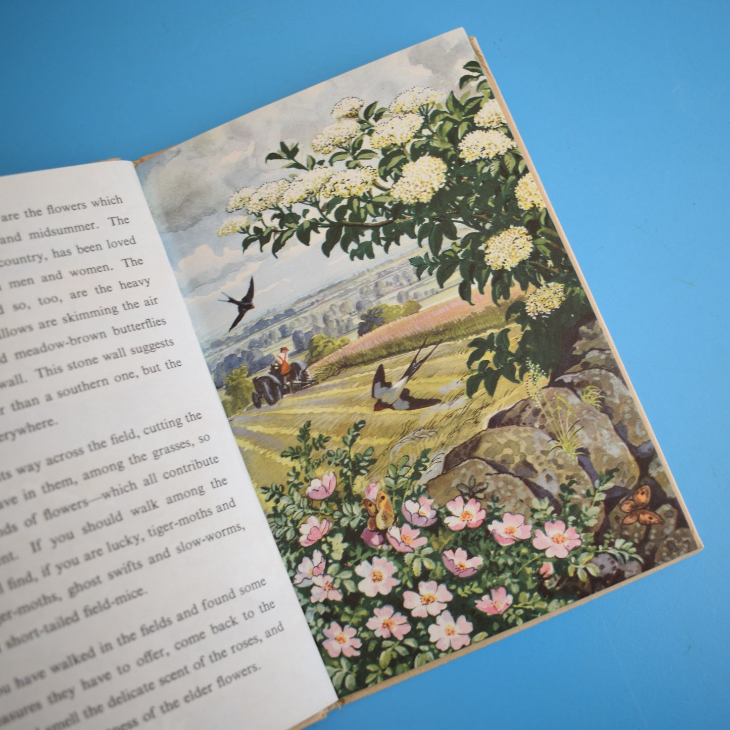 Vintage Ladybird Books - What To Look For In Summer / Winter