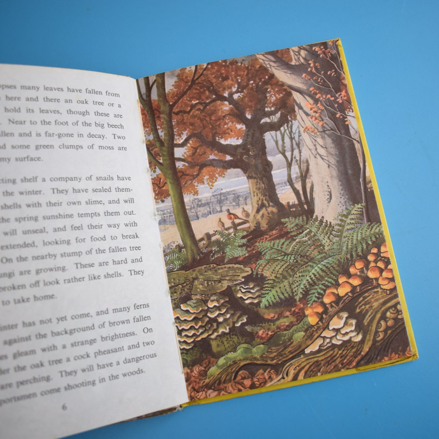 Vintage Ladybird Books - What To Look For In Summer / Winter